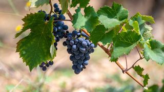 Gigondas wine grapes