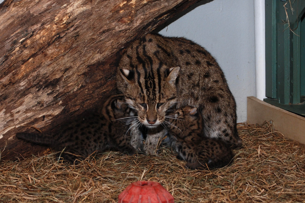 Fishing cat kittens and mom
