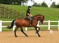 A horse working outside in canter at Hartpury