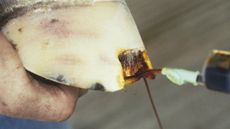 White line disease, also known as seedy toe