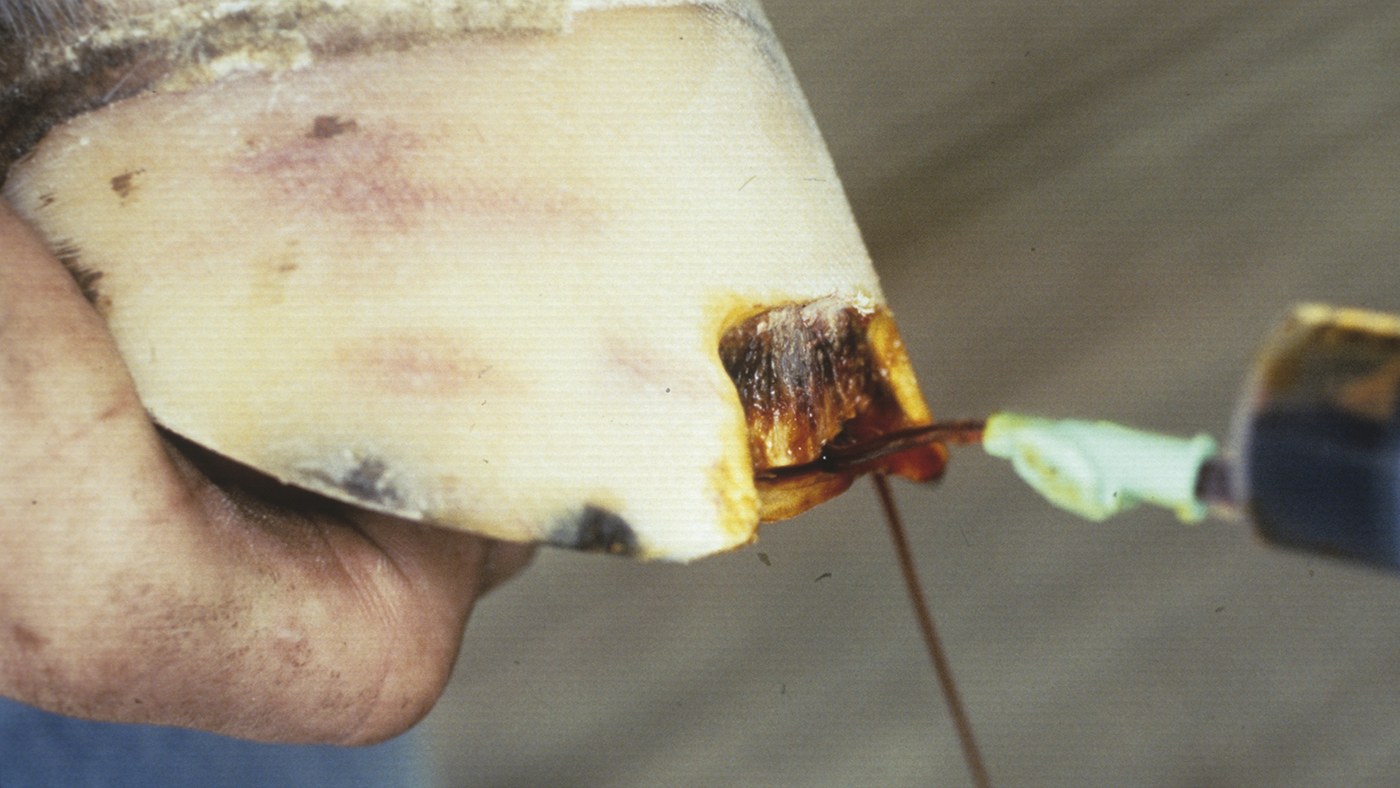 White line disease, also known as seedy toe