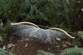 Dancing lyrebird