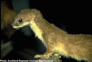 The Short-Tailed Weasel is an intelligent, versatile predator specializing in small mammals and birds. It is fearless in attacking animals larger than itself, and is able to adapt and survive periodic shortages because it stores its surplus of kills. It is generally found "anywhere it can prey" in New Zealand and small European countries.