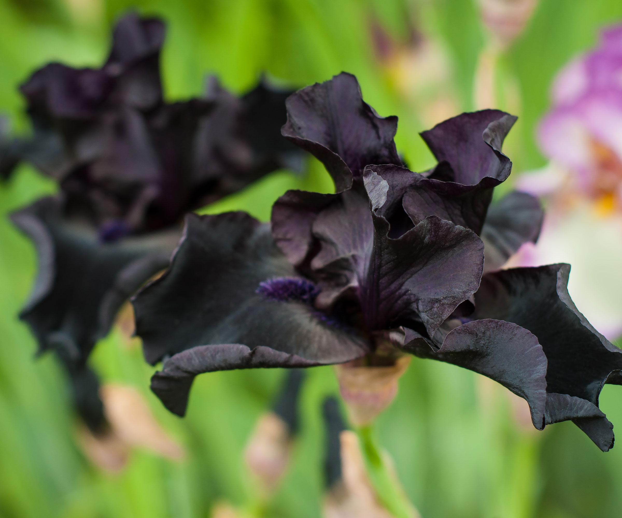 iris Dark Vader in full bloom