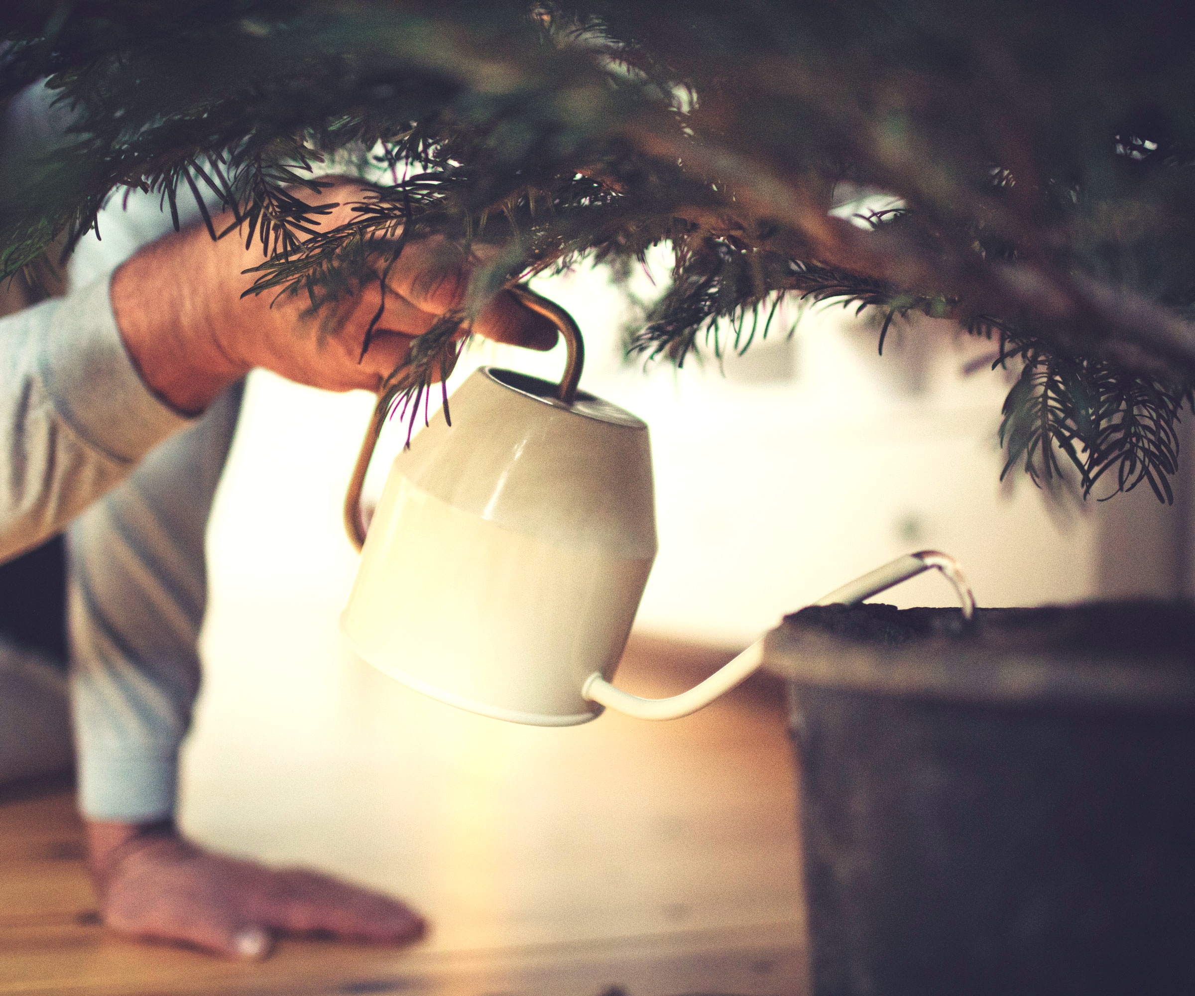watering Christmas tree with white watering can