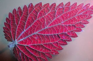 Nettle leaf show with Adaptalux UV lighting set-up