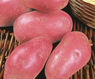A pile of Red Duke of York potatoes