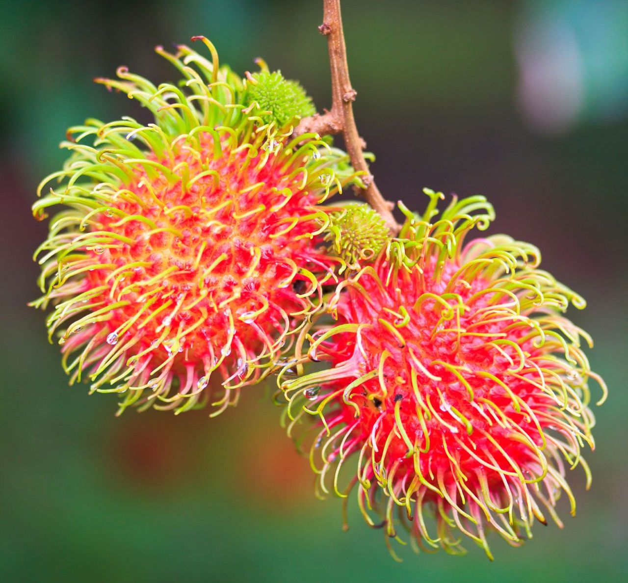 Rambutan Fruits