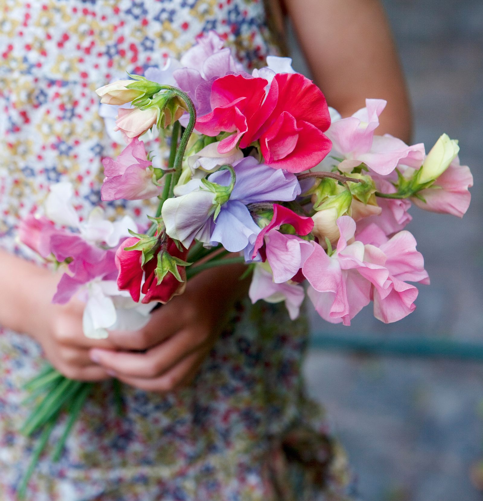 How to grow sweet peas from seed in borders and pots Homes & Gardens