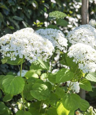 A white hydrangea growing in a border in dappled sunlight