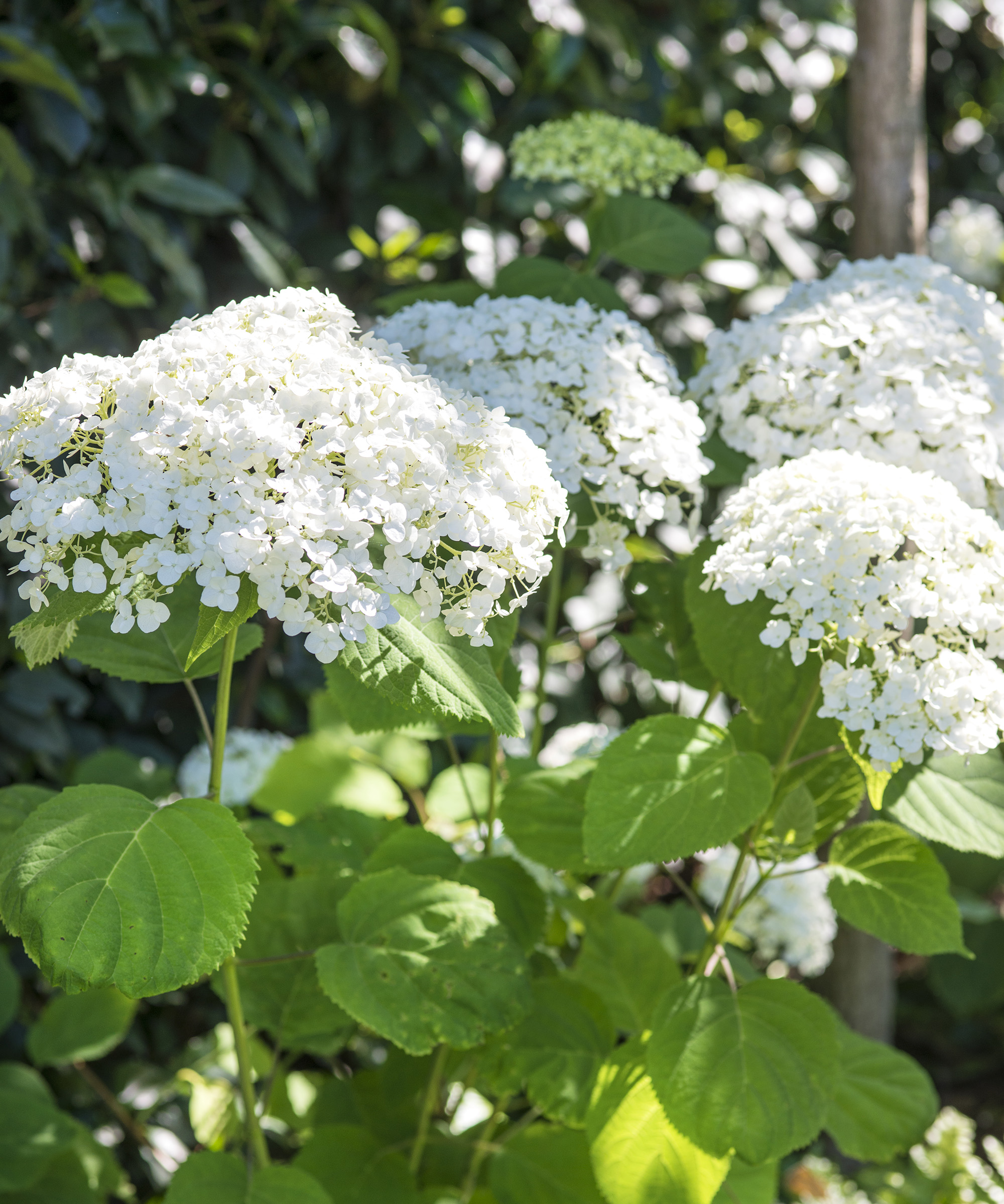 A white hydrangea growing in a border in dappled sunlight