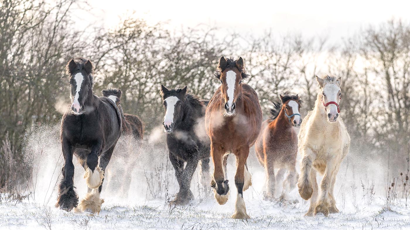 Gypsy cob