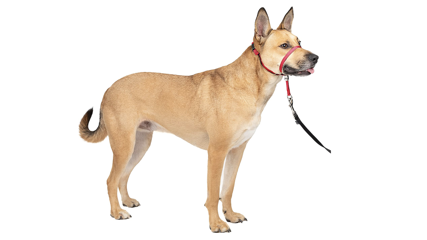 Gentle Leader dog training collar