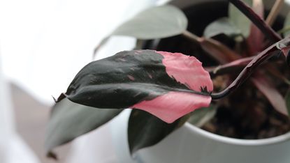 A closeup of a pink philodendron leaf in a pot