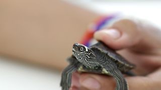 Pet turtle