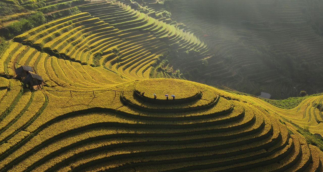Aerial view of vibrant yellow rice terraces, with farmers working under colorful umbrellas amidst intricate layered fields