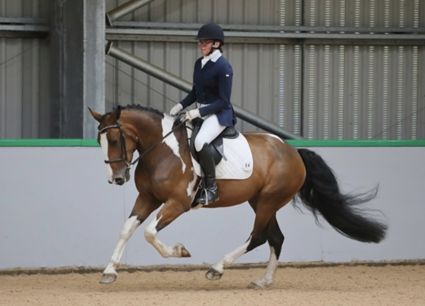 Dressage horses for sale