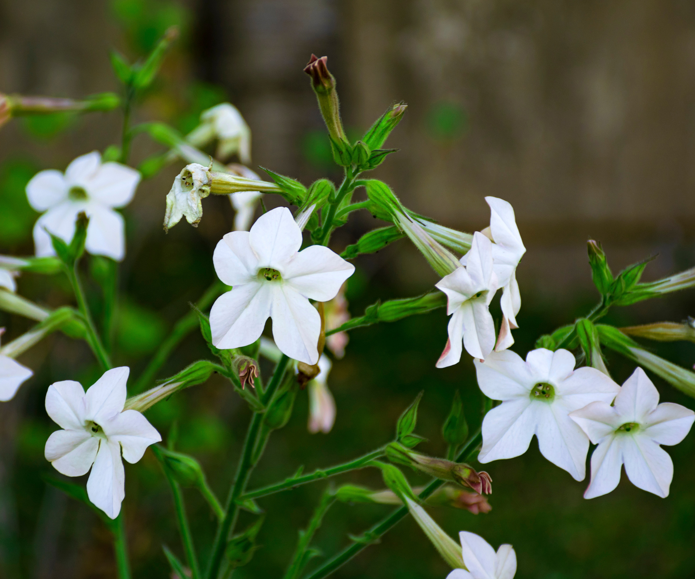 close up of white Nicotiana plant
