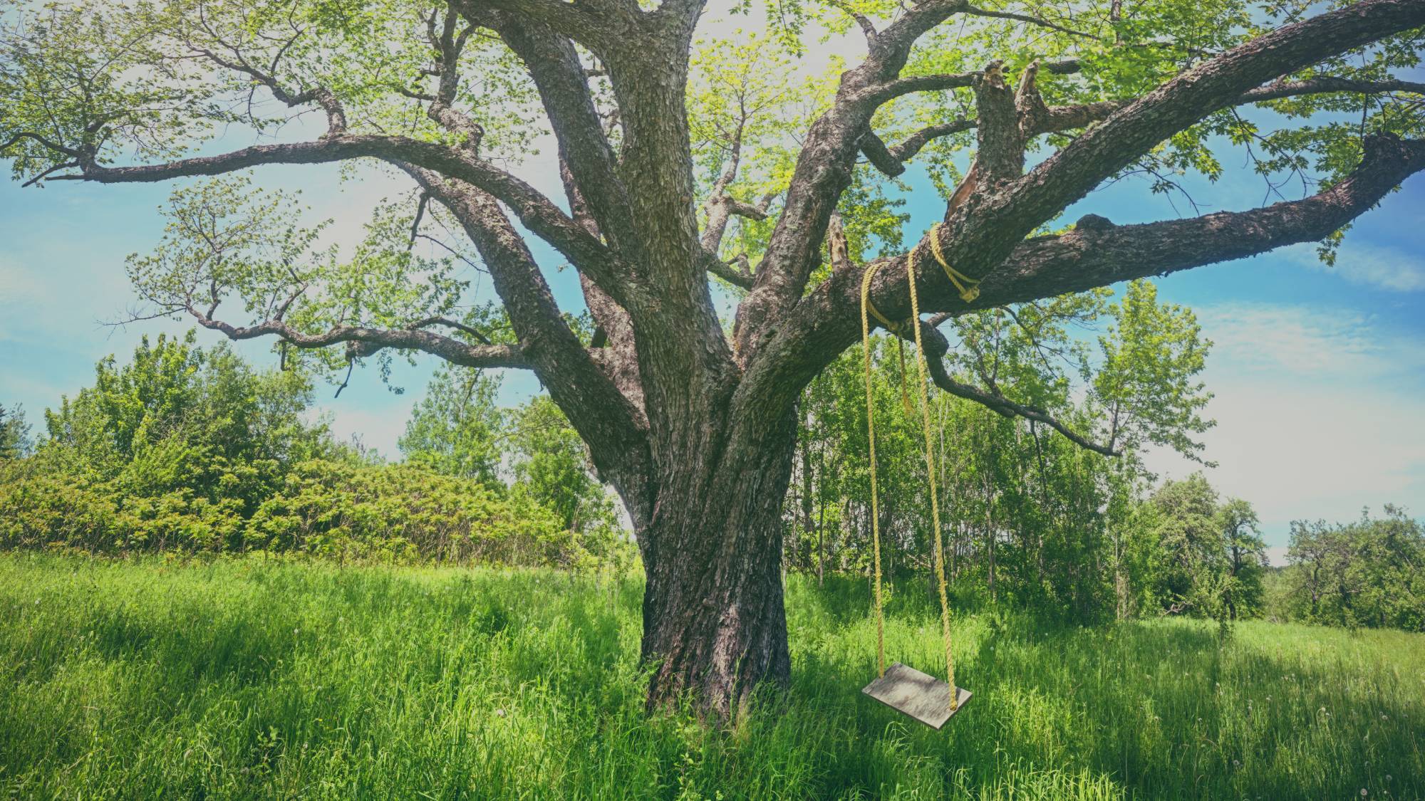 Swing hanging from a large tree