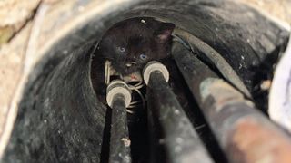 Kitten Bill wedged down hole next to boiling water pipes
