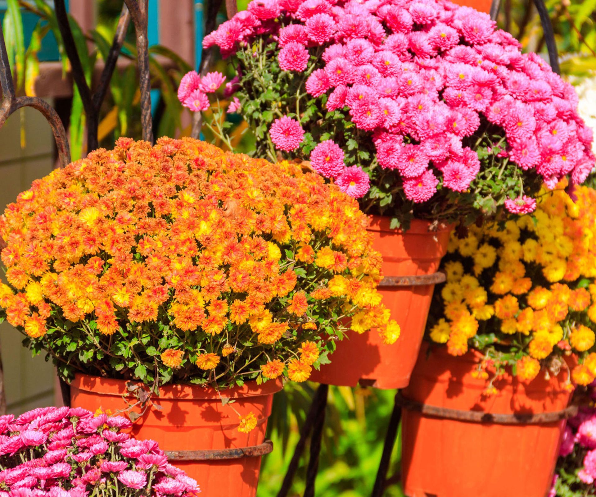 orange and pink chrysanthemums in containers