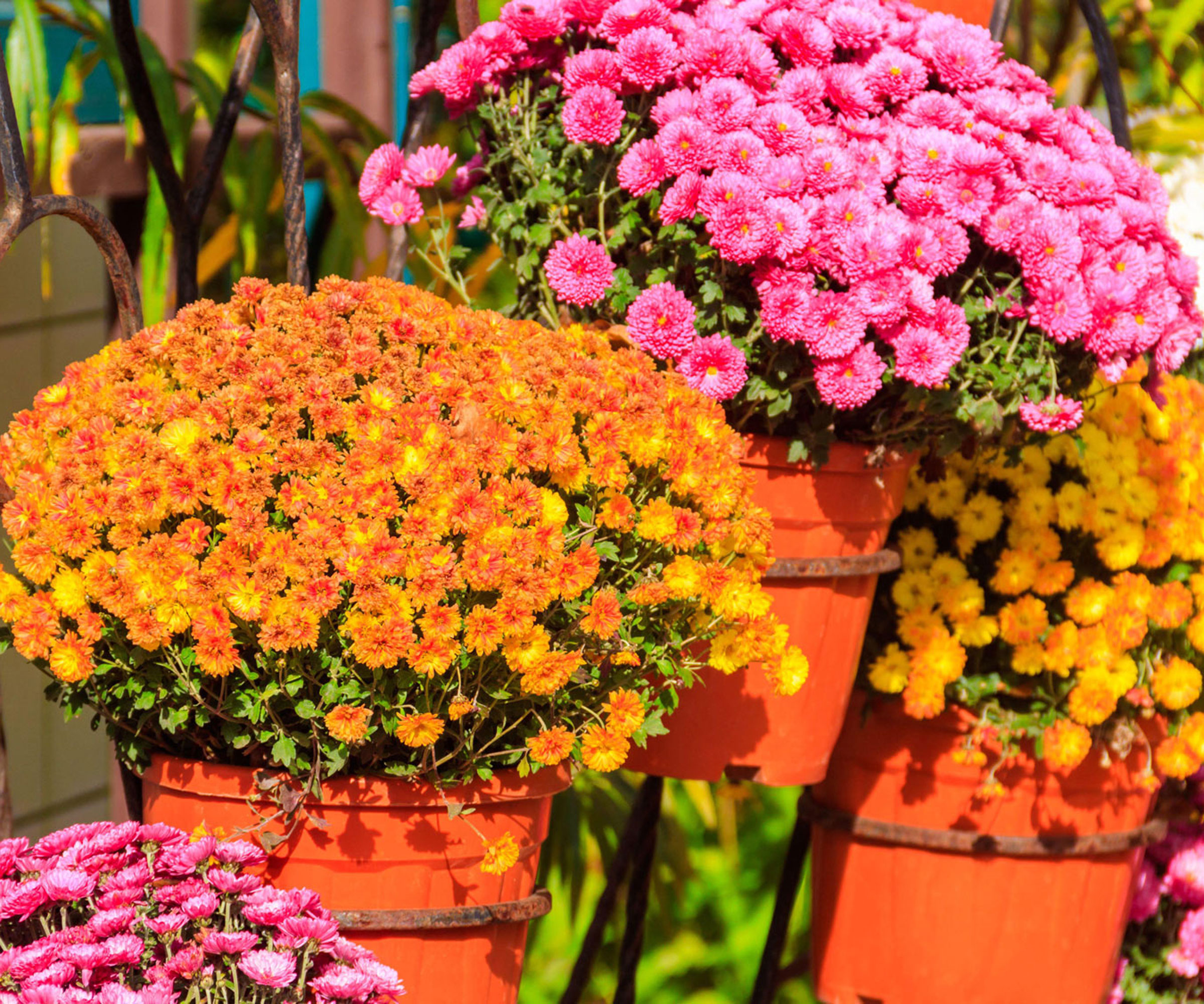 orange and pink chrysanthemums in containers
