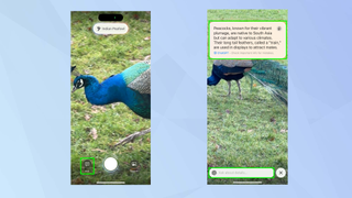 How to identify plants and animals using Visual Intelligence on an iPhone