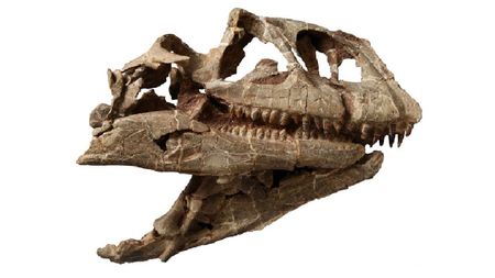 Skull of the new species of sauropodomorph dinosaur.