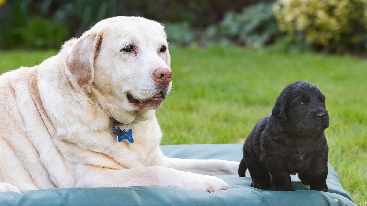Four generations of guide dogs celebrate Mother’s Day | PetsRadar