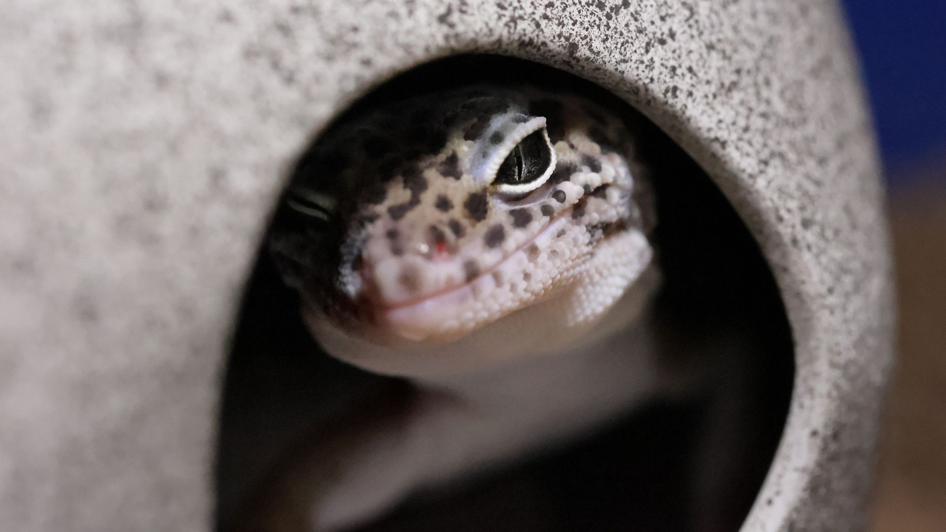 leopard gecko in ceramic hide