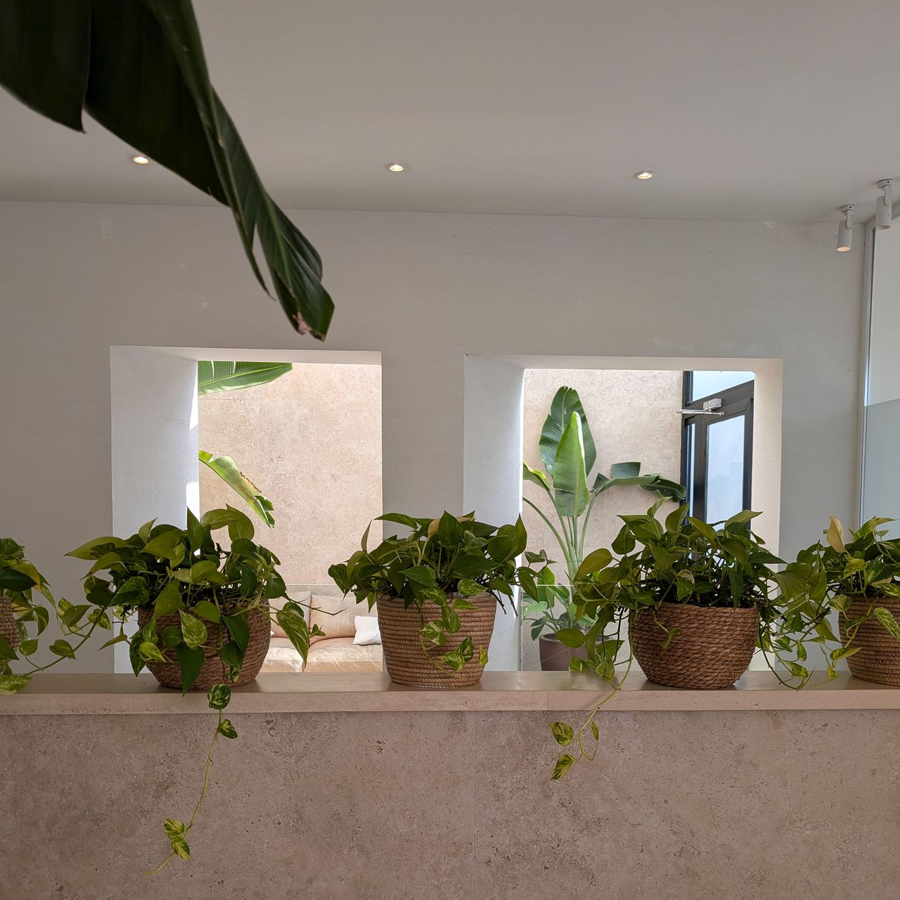 Row of potted plants sitting on stone shelf