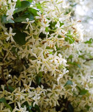 star jasmine in flower