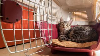 A grey tabby in an open carrier, relaxing on a cushion