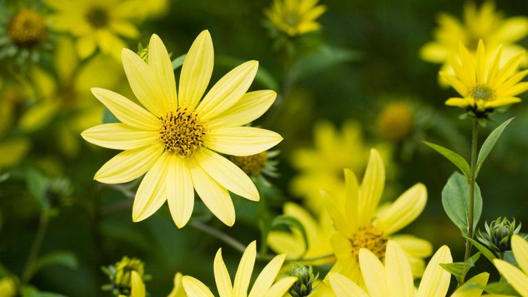 yellow flowers: Helianthus 'Lemon Queen'
