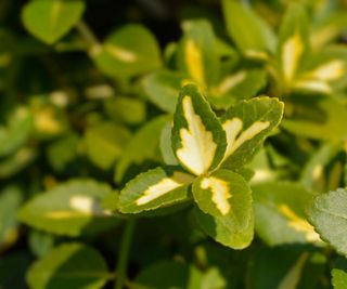 Euonymus fortunei Blondy leaves