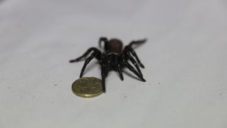 Funnel-web spiders are among the world's deadliest spiders.