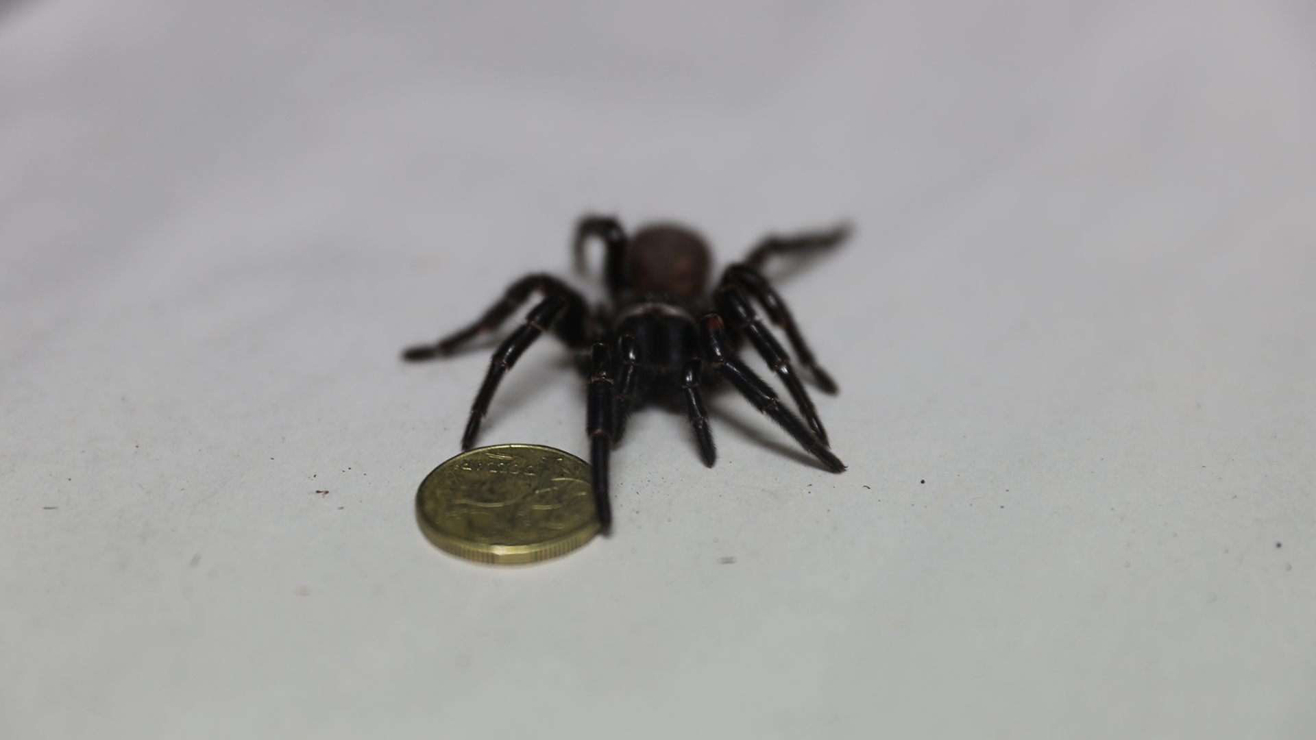 Wolf Spiders - The Australian Museum