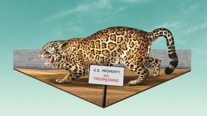 Illustration of a jaguar next to the US-Mexico border wall