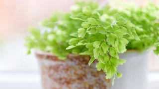 Maidenhair fern