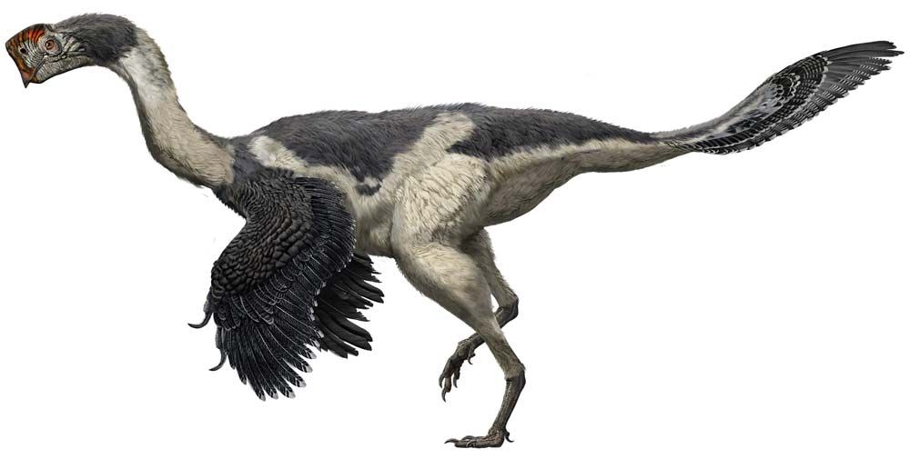 Photos: Birds Evolved From Dinosaurs, Museum Exhibit Shows 