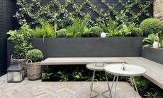 a garden with a bench underplanted with fern and a criss cross climbing plant pattern on the fence