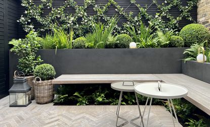 a garden with a bench underplanted with fern and a criss cross climbing plant pattern on the fence
