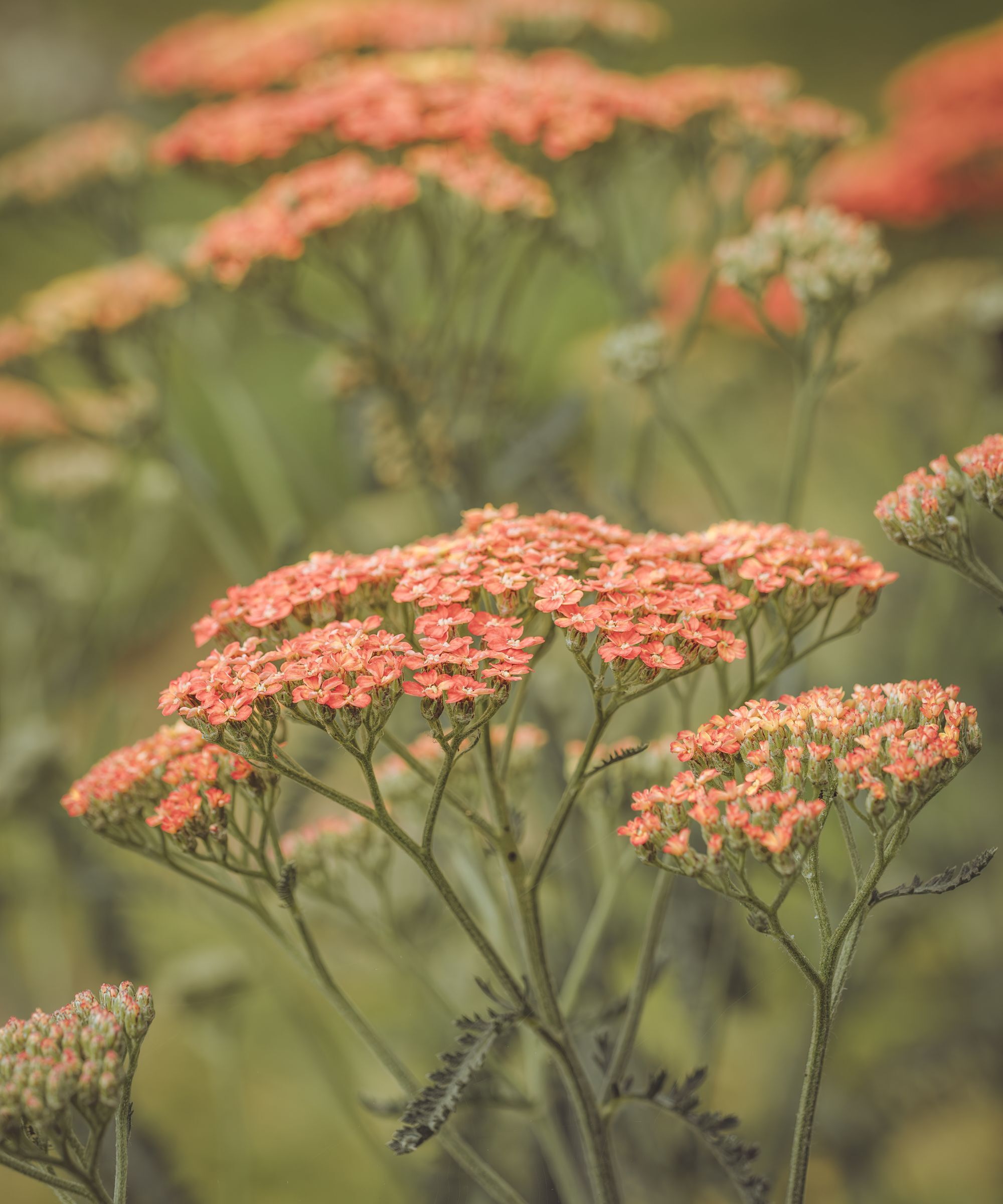 Achillea 'Terracotta'
