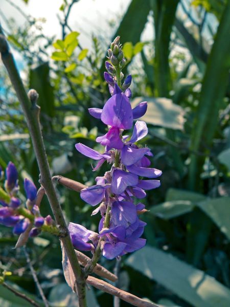 indigo variety