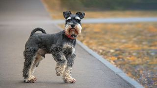 Schnauzer