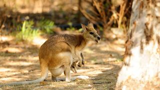 Wallaby