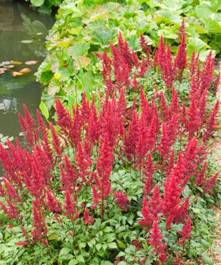 Cherry red flowers of Astilbe ‘Fanal’ AGM