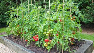 A bed of tomato plants supported by stakes