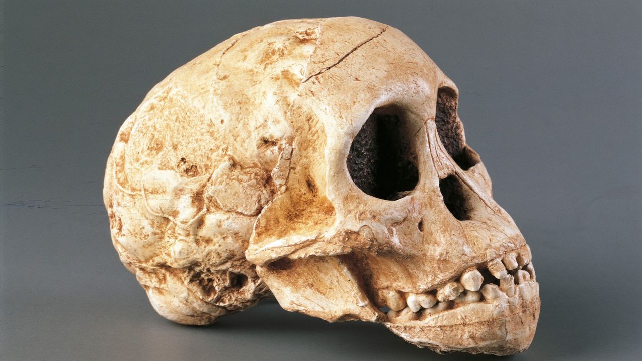 A human skull