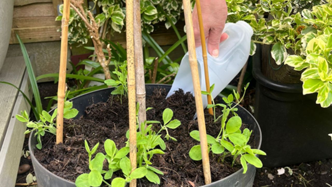 A milk plastic bottle made into a soil scoop